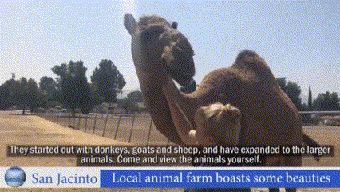Local animal farm