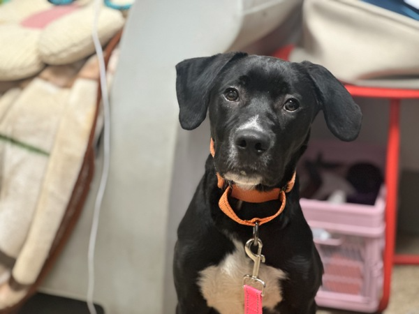 FOUND IN NYC NOW AT NYC ACC. &nbsp;Name : Bramble* Please keep in mind the name of the animal given by care center workers at intake may not match your pets name, especially if found as a stray with no source of identification. Animal ID 231836, Type Dog, Sex Male, Spayed / Neutered, No Color, Black Age, Junior Found. Location Amsterdam Avenue, NEW YORK, 10027, Breed Medium Mixed Breed Cross Date Found 7/12/2025, Animal Identification Animal ID:&nbsp;231836. Pease take note of the Animal ID before contacting us.