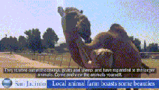 Local animal farm