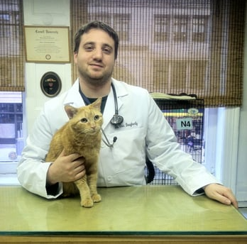 The Cat Practice – NYC’s Premier Feline-Only Veterinary Hospital. Serving Manhattan’s cats with expert, compassionate care for over 30 years. Comprehensive exams, diagnostics & surgery. Cat‑only facility – low stress, high expertise. Located at, 145 W 24th St, New York, NY 10011 (Chelsea), Call: &nbsp;212‑677‑1401, Visit: thecatpractice.com, Email: &nbsp;info@thecatpractice.comYour cat’s health is our only focus!